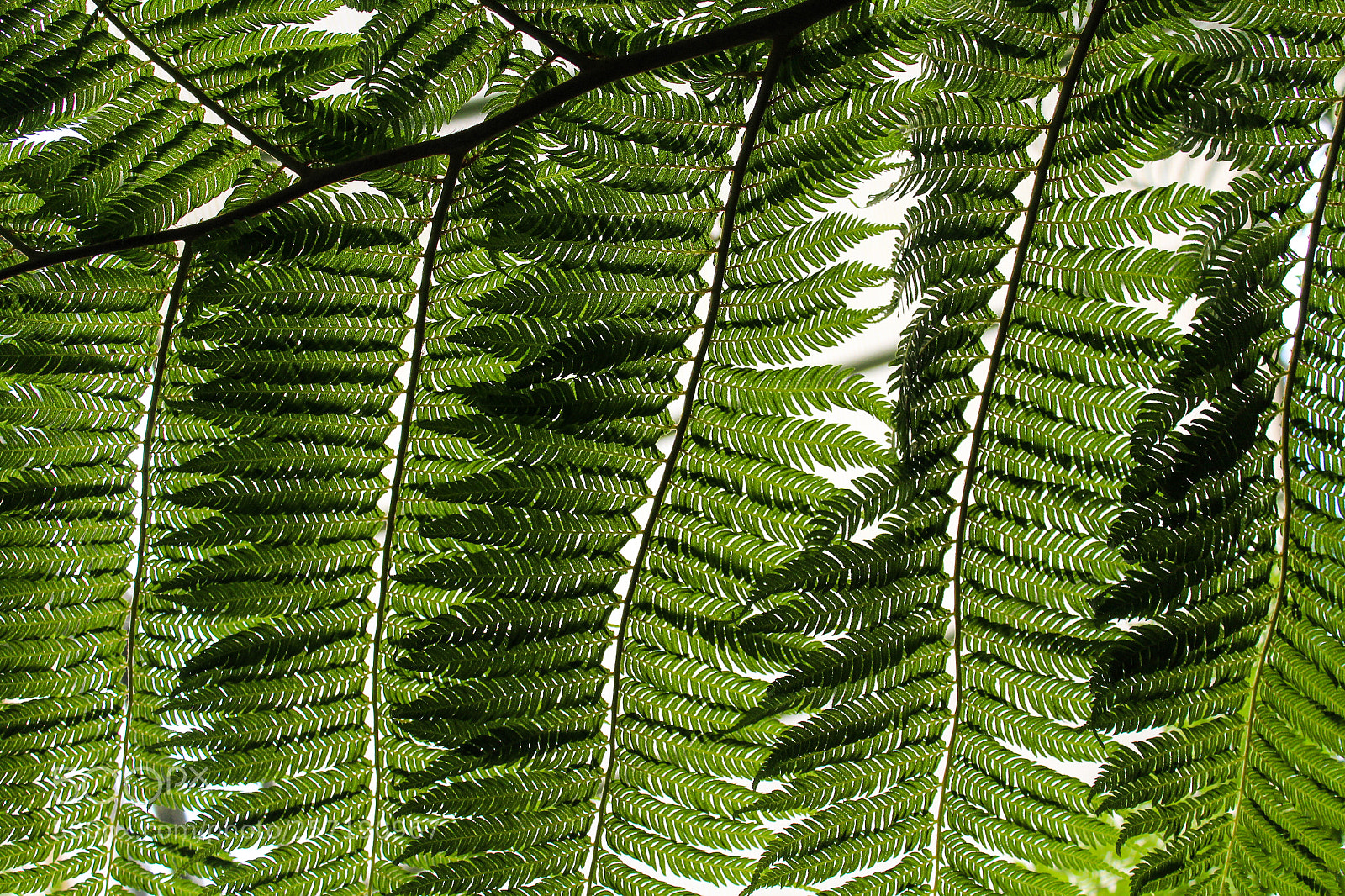 Canon EOS 1200D (EOS Rebel T5 / EOS Kiss X70 / EOS Hi) sample photo. Ferns photography