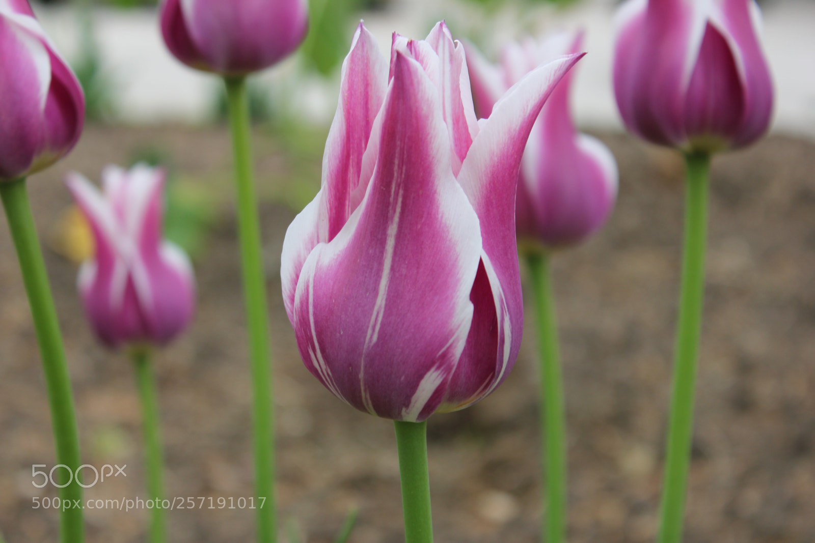 Canon EOS 550D (EOS Rebel T2i / EOS Kiss X4) sample photo. Tulips, edward's gardens, toronto photography