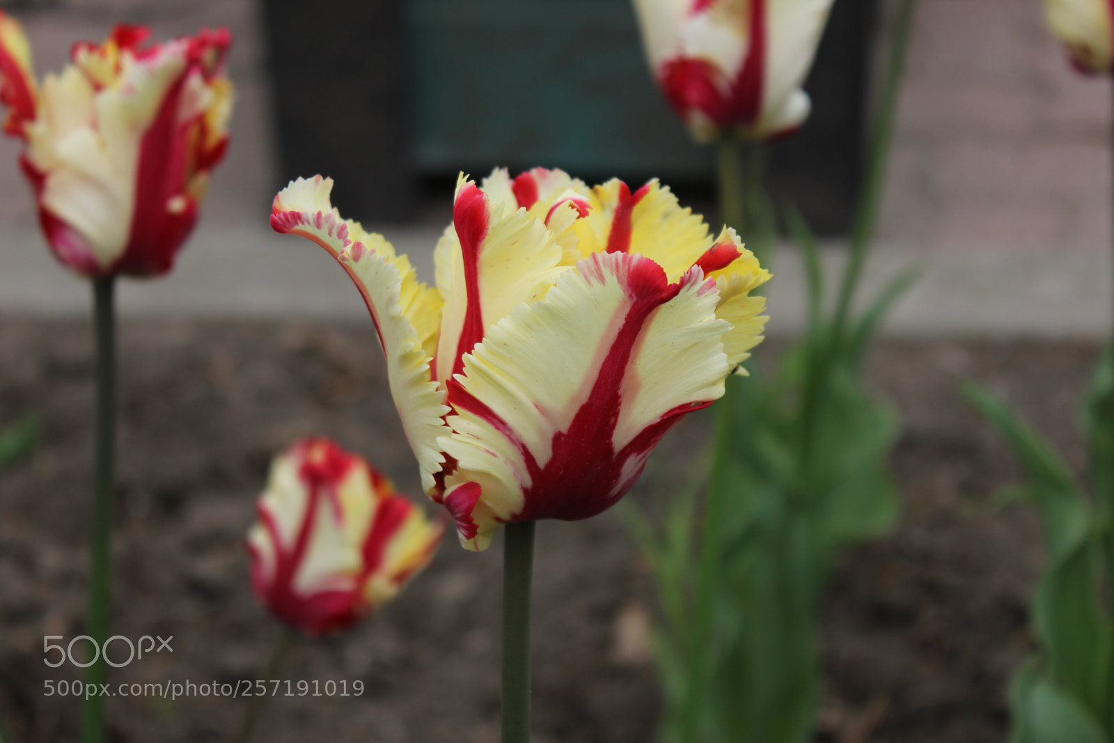 Canon EOS 550D (EOS Rebel T2i / EOS Kiss X4) sample photo. Tulips, edward's gardens, toronto photography