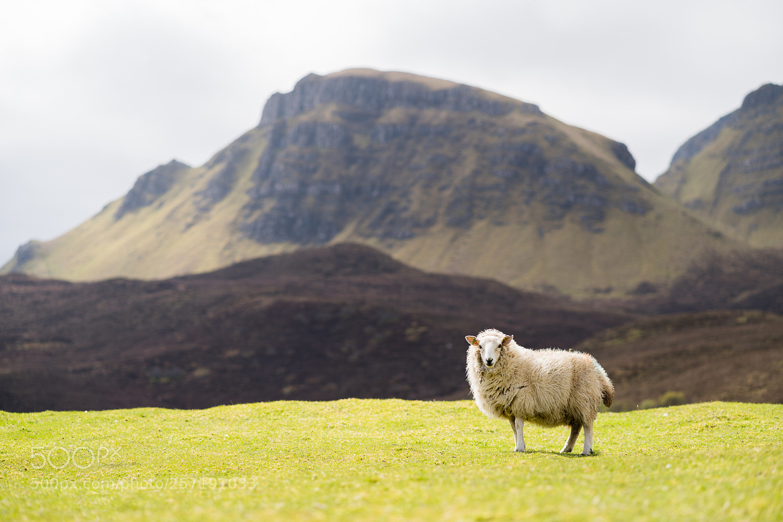 Sony a7R III sample photo. Sheep in front of photography
