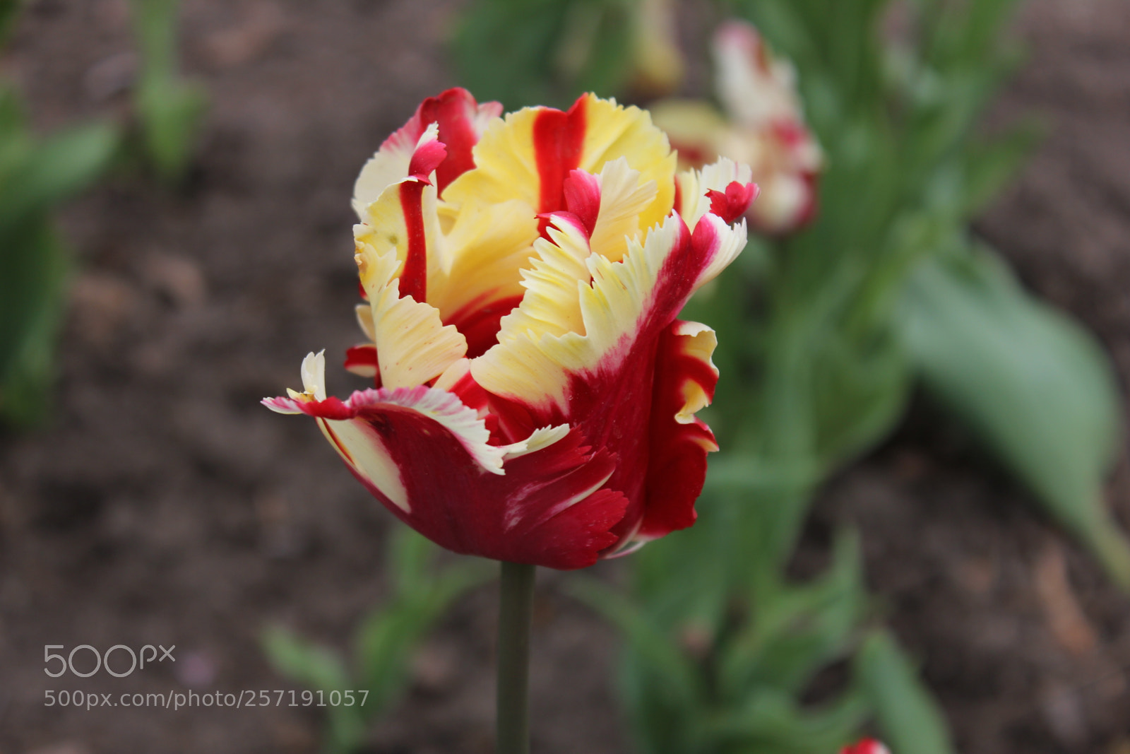 Canon EOS 550D (EOS Rebel T2i / EOS Kiss X4) sample photo. Tulips, edward's gardens, toronto photography
