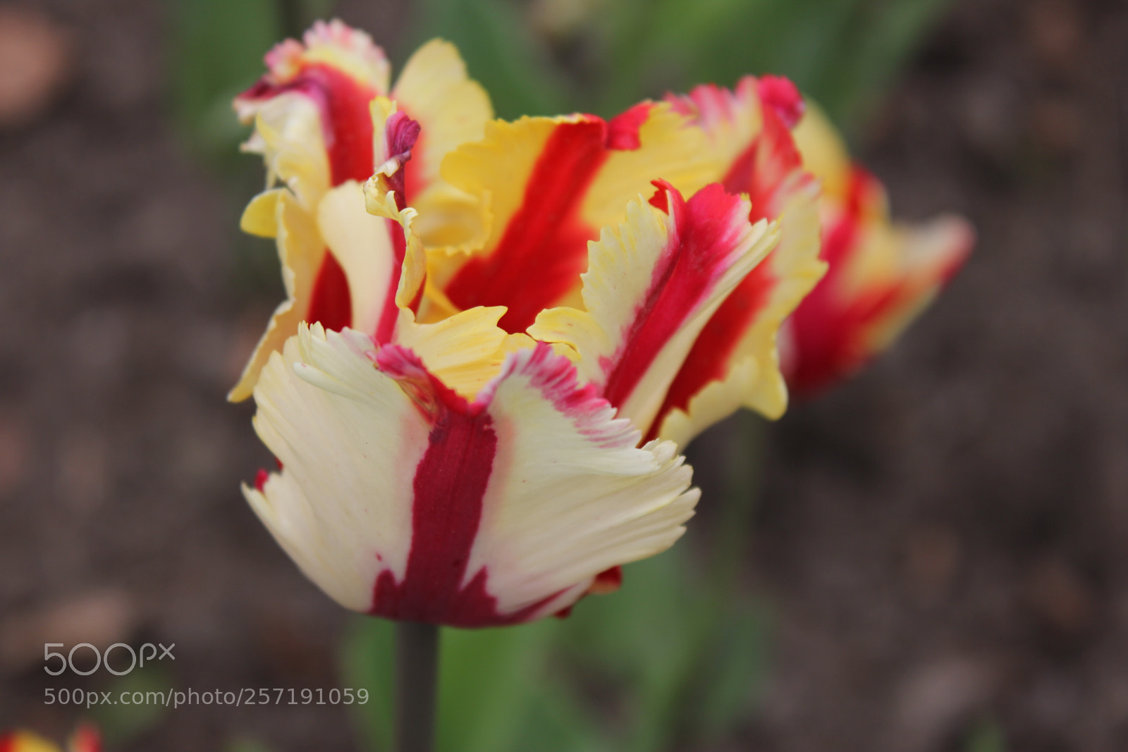 Canon EOS 550D (EOS Rebel T2i / EOS Kiss X4) sample photo. Tulips, edward's gardens, toronto photography