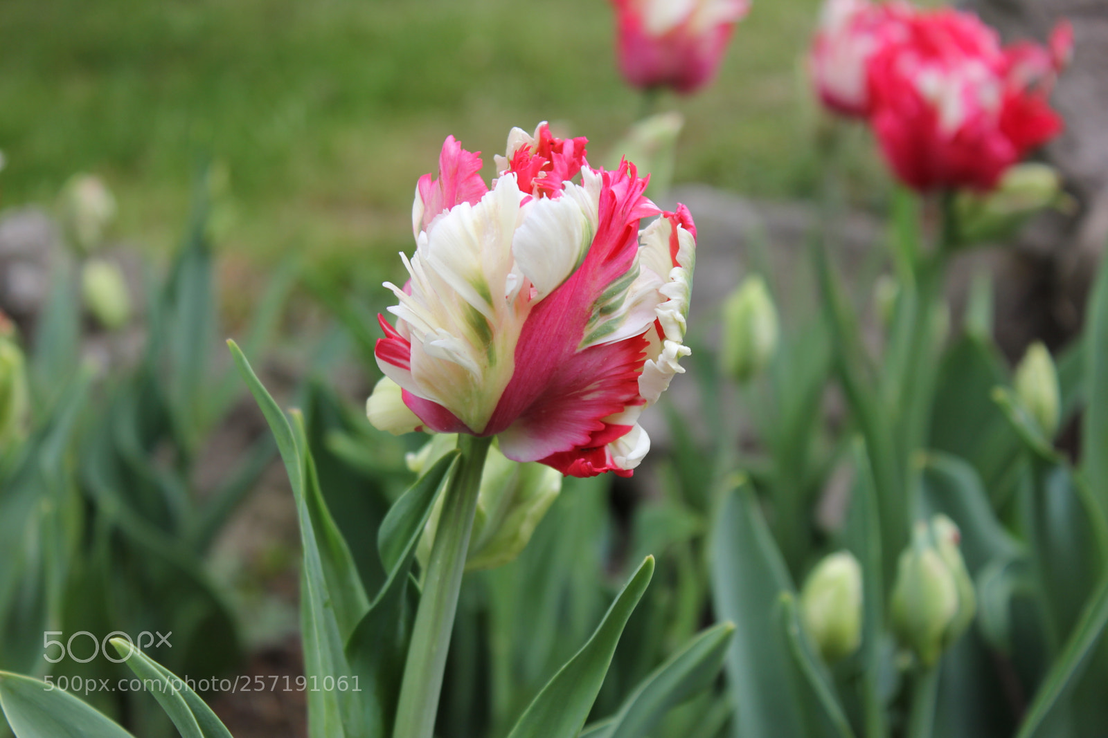 Canon EOS 550D (EOS Rebel T2i / EOS Kiss X4) sample photo. Tulips, edward's gardens, toronto photography