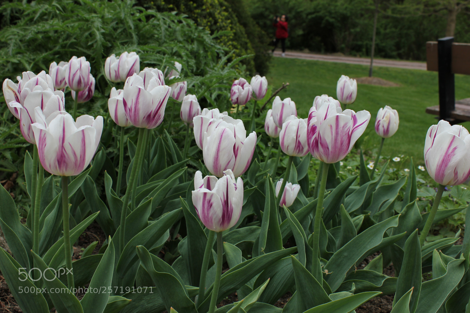 Canon EOS 550D (EOS Rebel T2i / EOS Kiss X4) sample photo. Tulips, edward's gardens, toronto photography