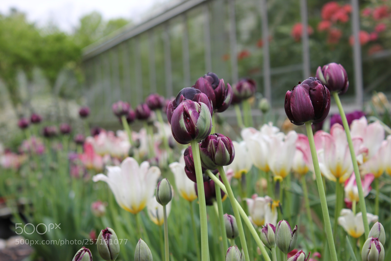 Canon EOS 550D (EOS Rebel T2i / EOS Kiss X4) sample photo. Tulips, edward's gardens, toronto photography