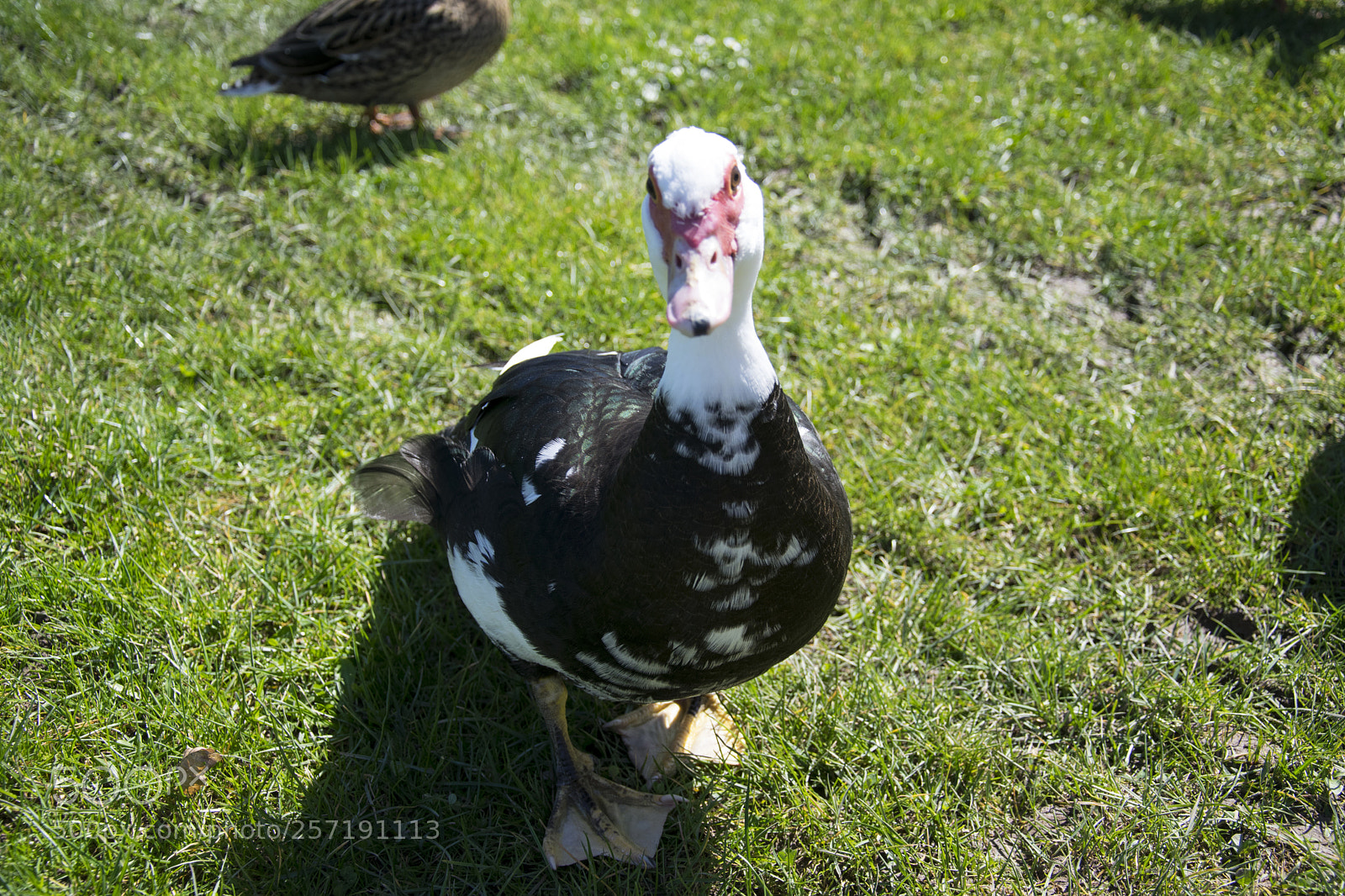 Nikon D5300 sample photo. Duck on grass photography