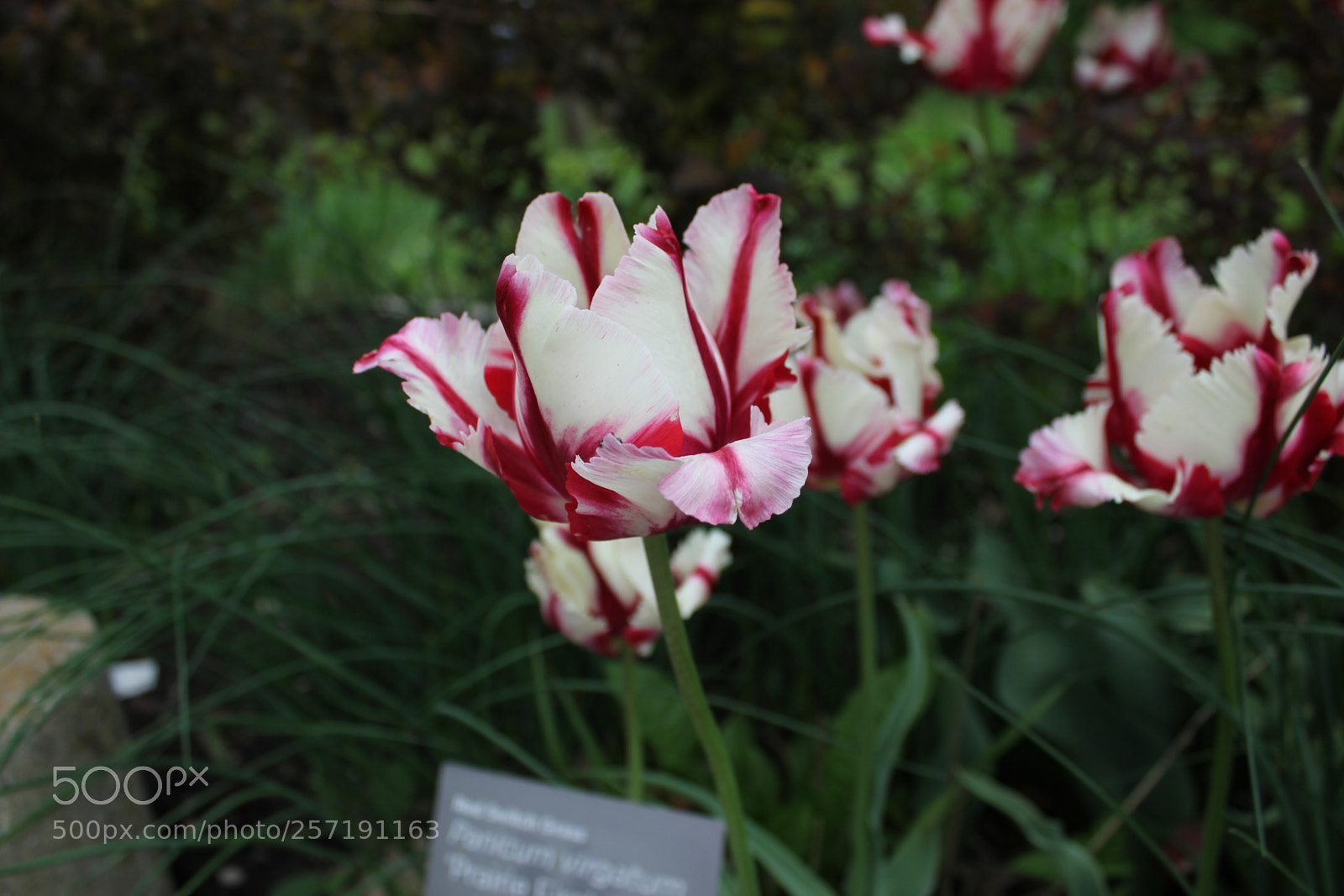 Canon EOS 550D (EOS Rebel T2i / EOS Kiss X4) sample photo. Tulips, edward's gardens, toronto photography