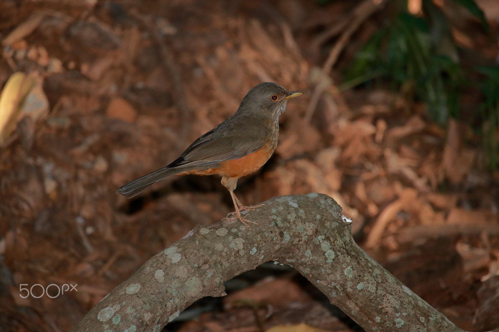 Canon EOS 80D + Canon EF-S 55-250mm F4-5.6 IS STM sample photo. Rufous-bellied thrush photography