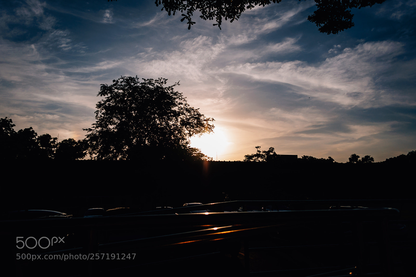 Nikon D5000 sample photo. Silhouette of tree at photography