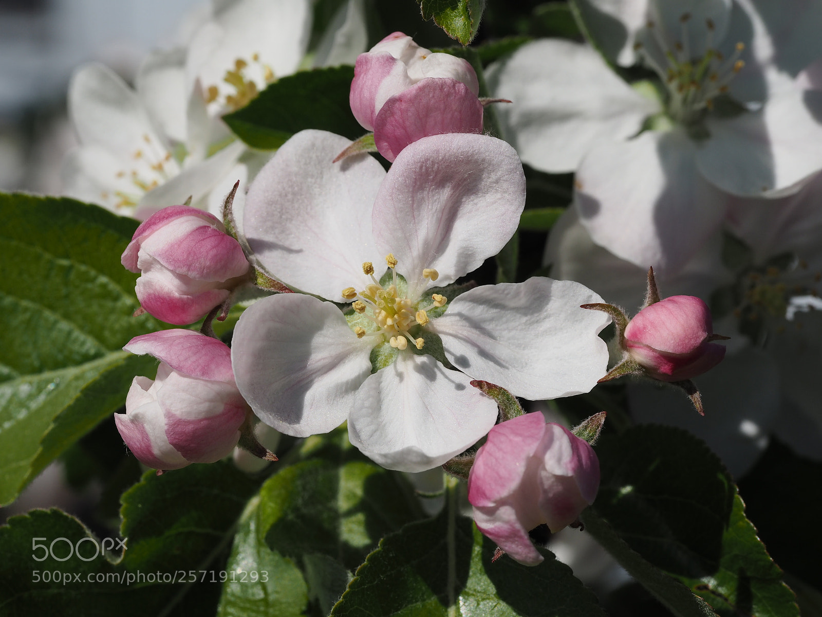 Olympus PEN E-PL7 sample photo. Apple flower and its photography