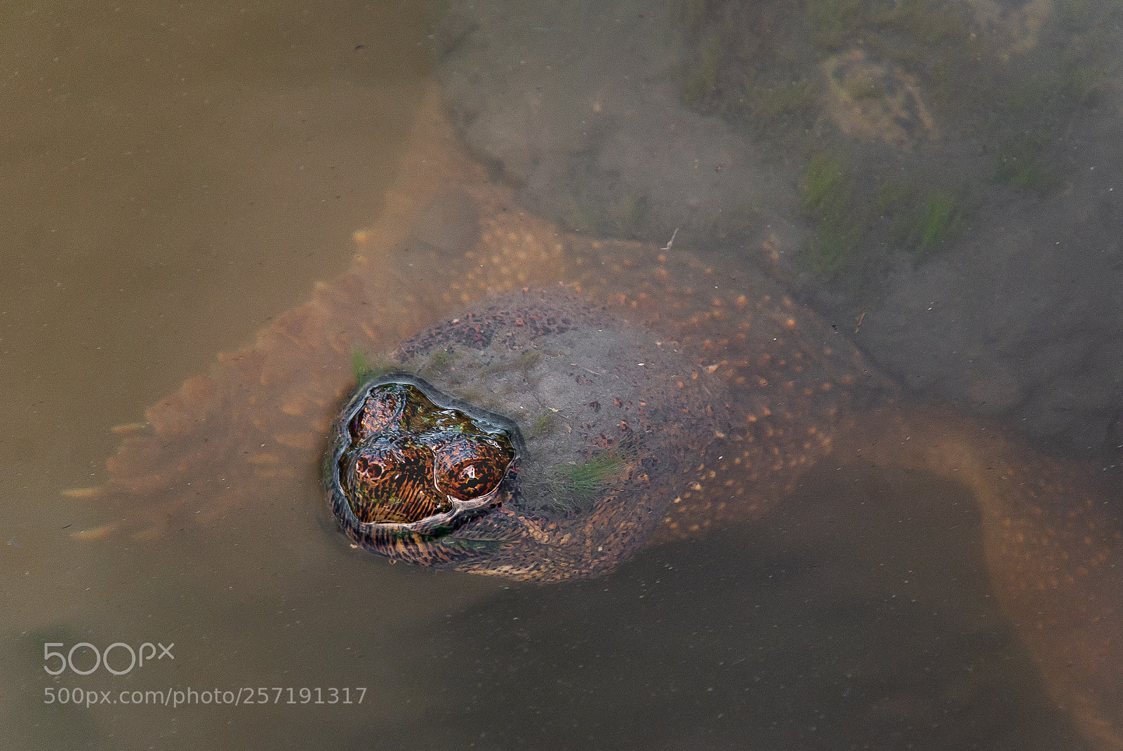Nikon D80 sample photo. Snapping turtle with bihawks photography