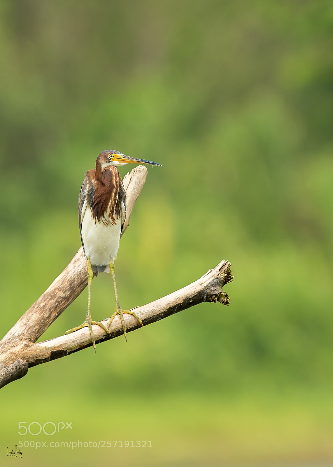 Nikon D4 sample photo. Tricolored heron photography