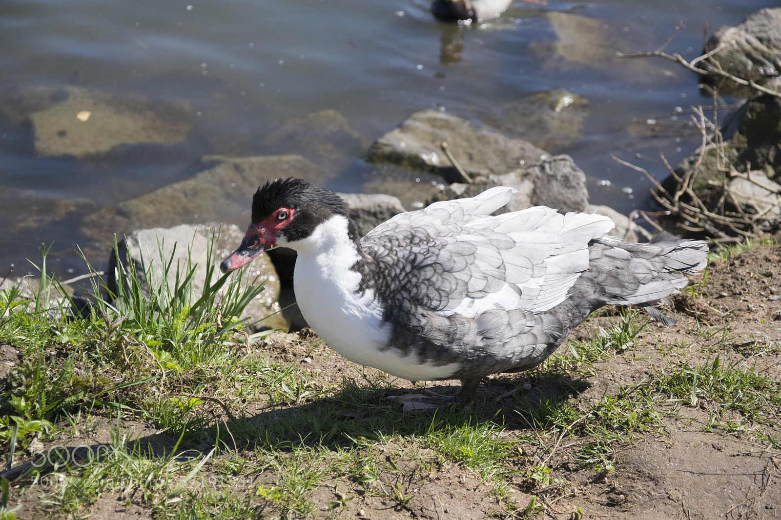 Nikon D5300 sample photo. Duck near water photography
