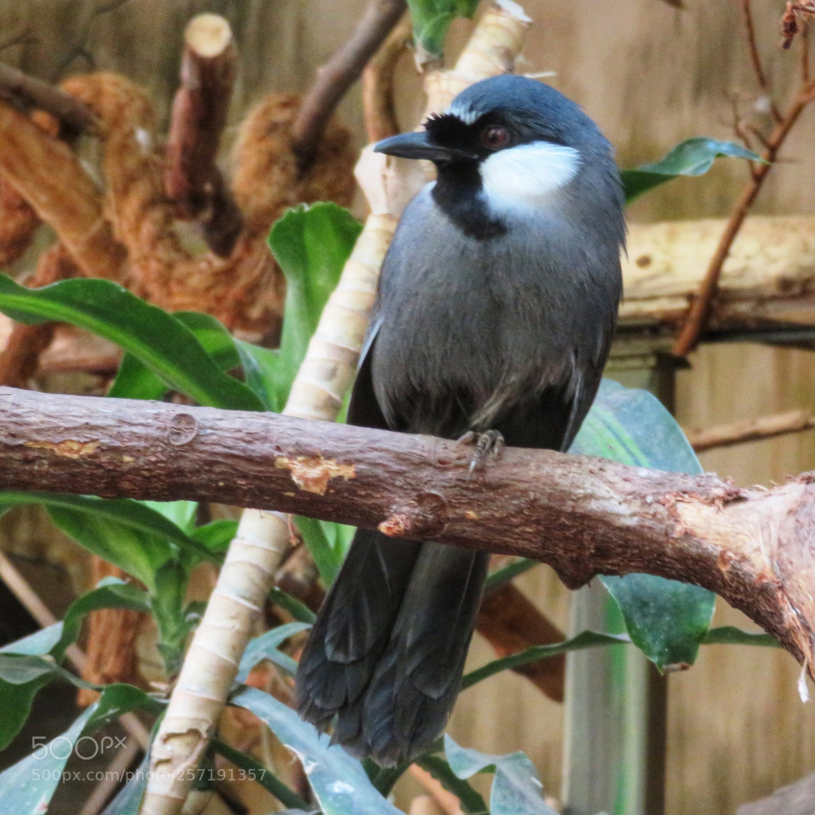 Canon PowerShot SX720 HS sample photo. Black-throated laughingthrush photography