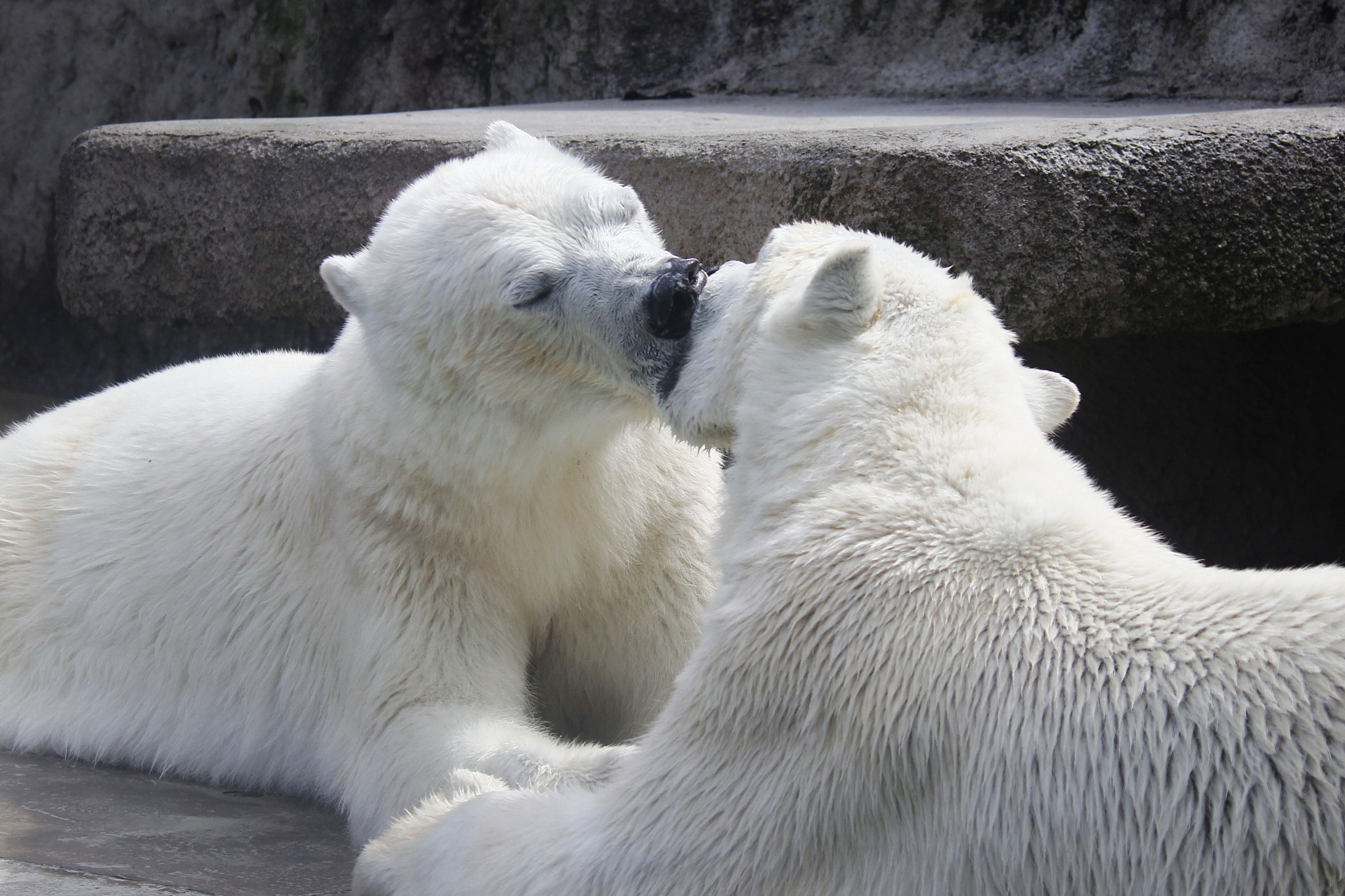 Canon EOS 600D (Rebel EOS T3i / EOS Kiss X5) + Canon EF 300mm F2.8L IS II USM sample photo. Kiss me! photography