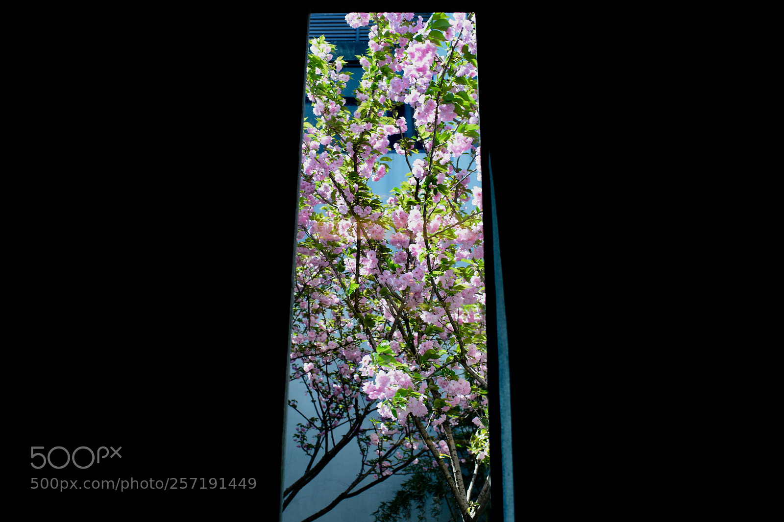 Nikon D610 sample photo. 看花 photography