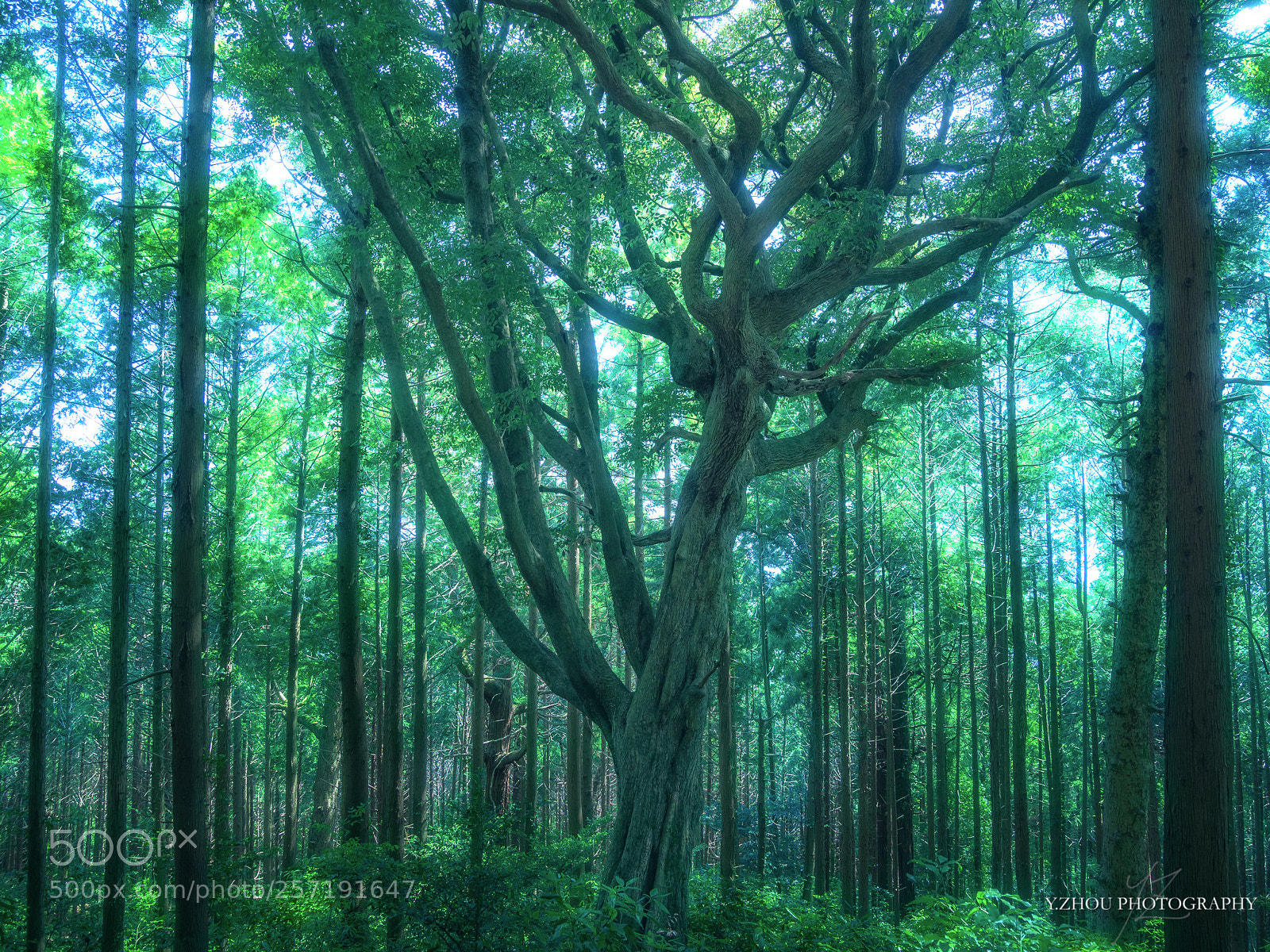 Olympus OM-D E-M1 Mark II sample photo. Magic forest photography