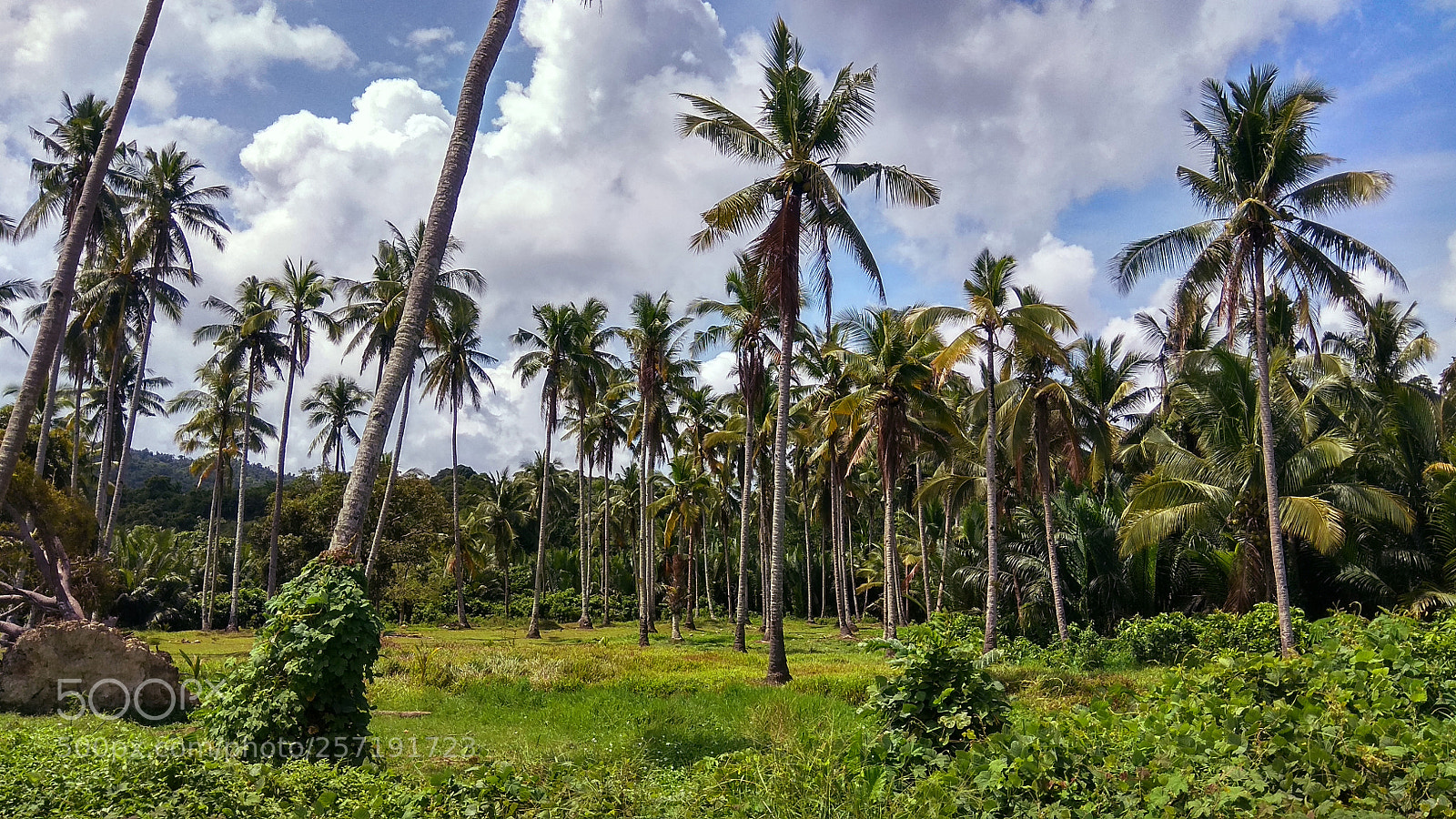 Xiaomi Redmi Note 4 sample photo. Palm paradise photography