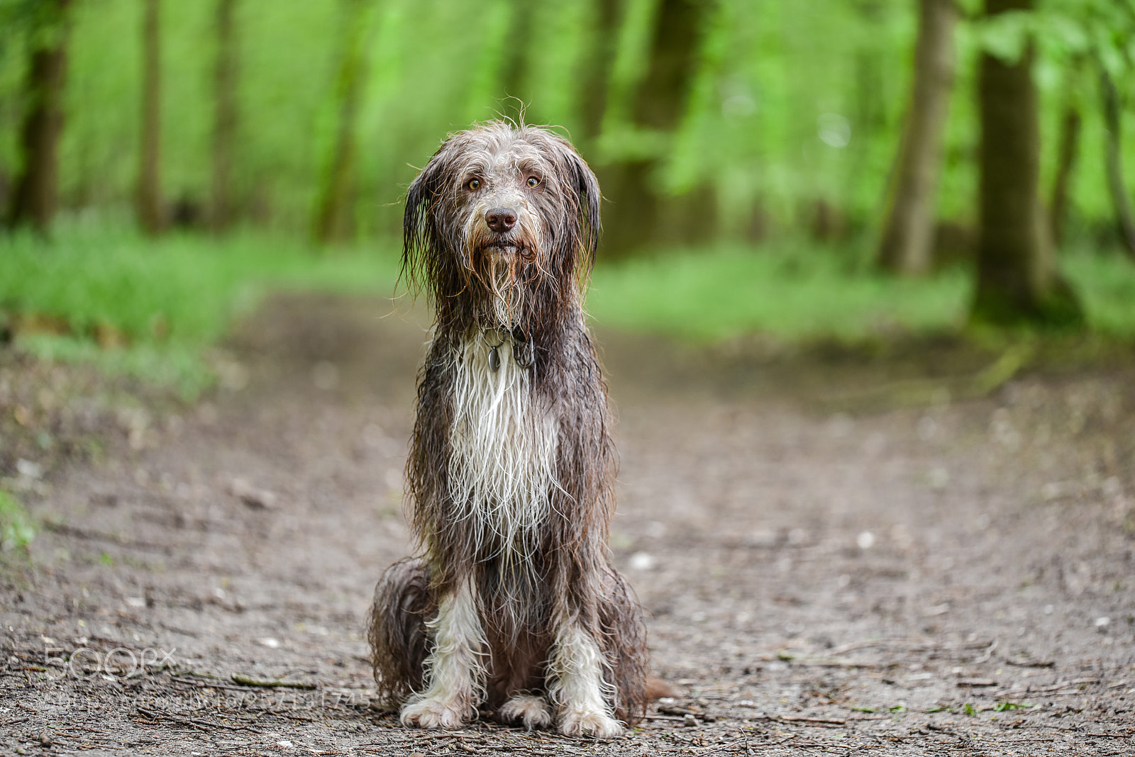 Nikon D810 sample photo. Creature in the woods photography