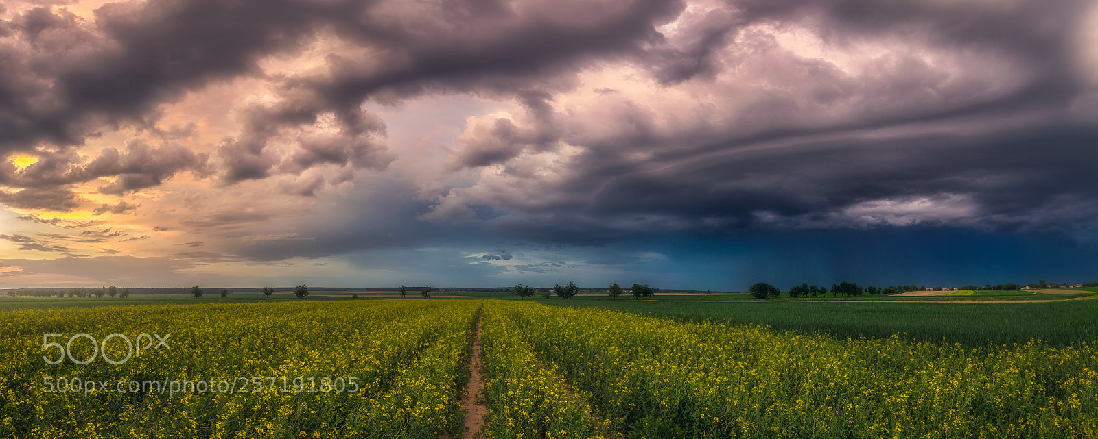Nikon D5300 sample photo. Stormy clouds over canola photography