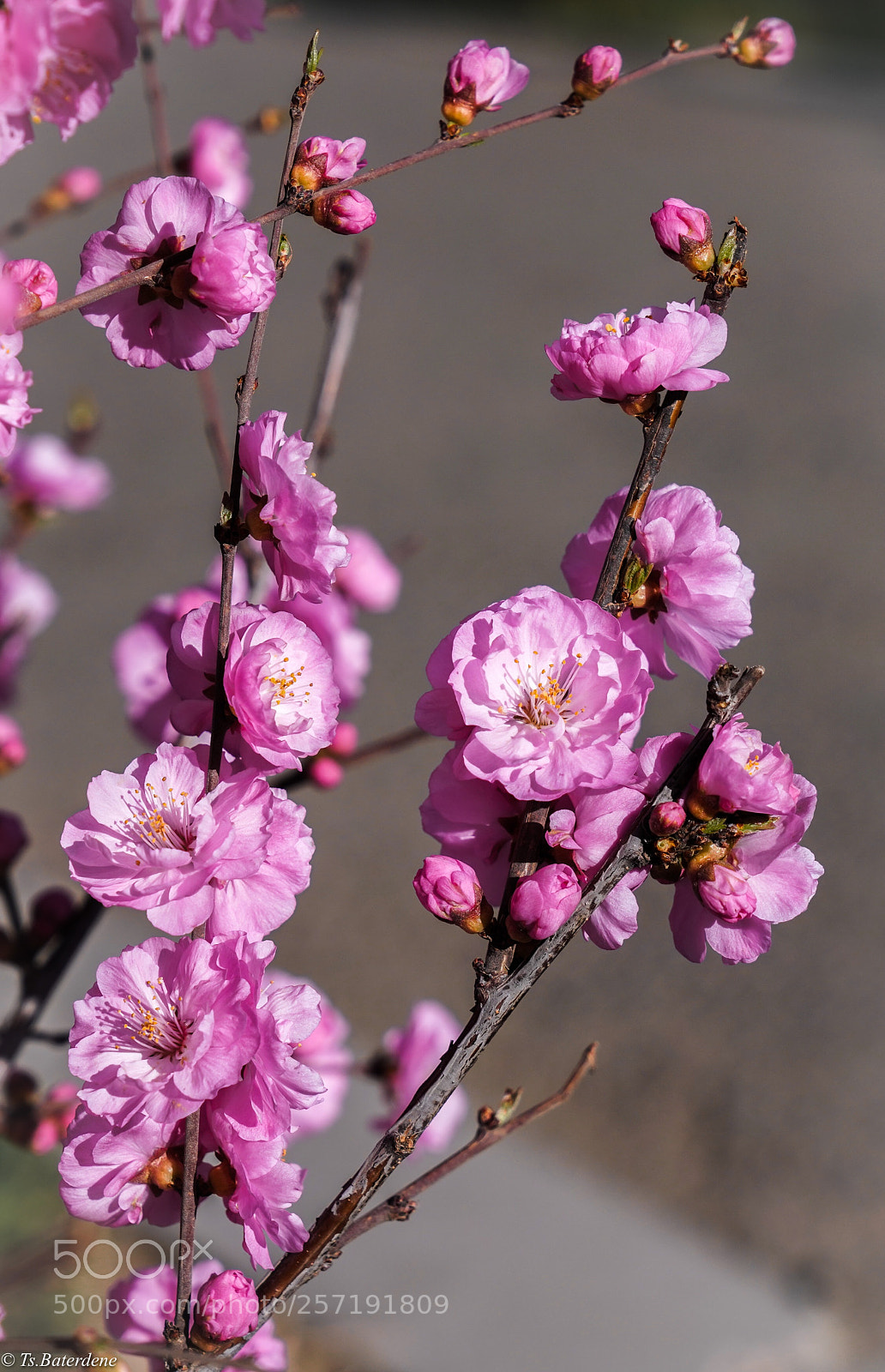 Sony a7R III sample photo. Mongolian sakura photography