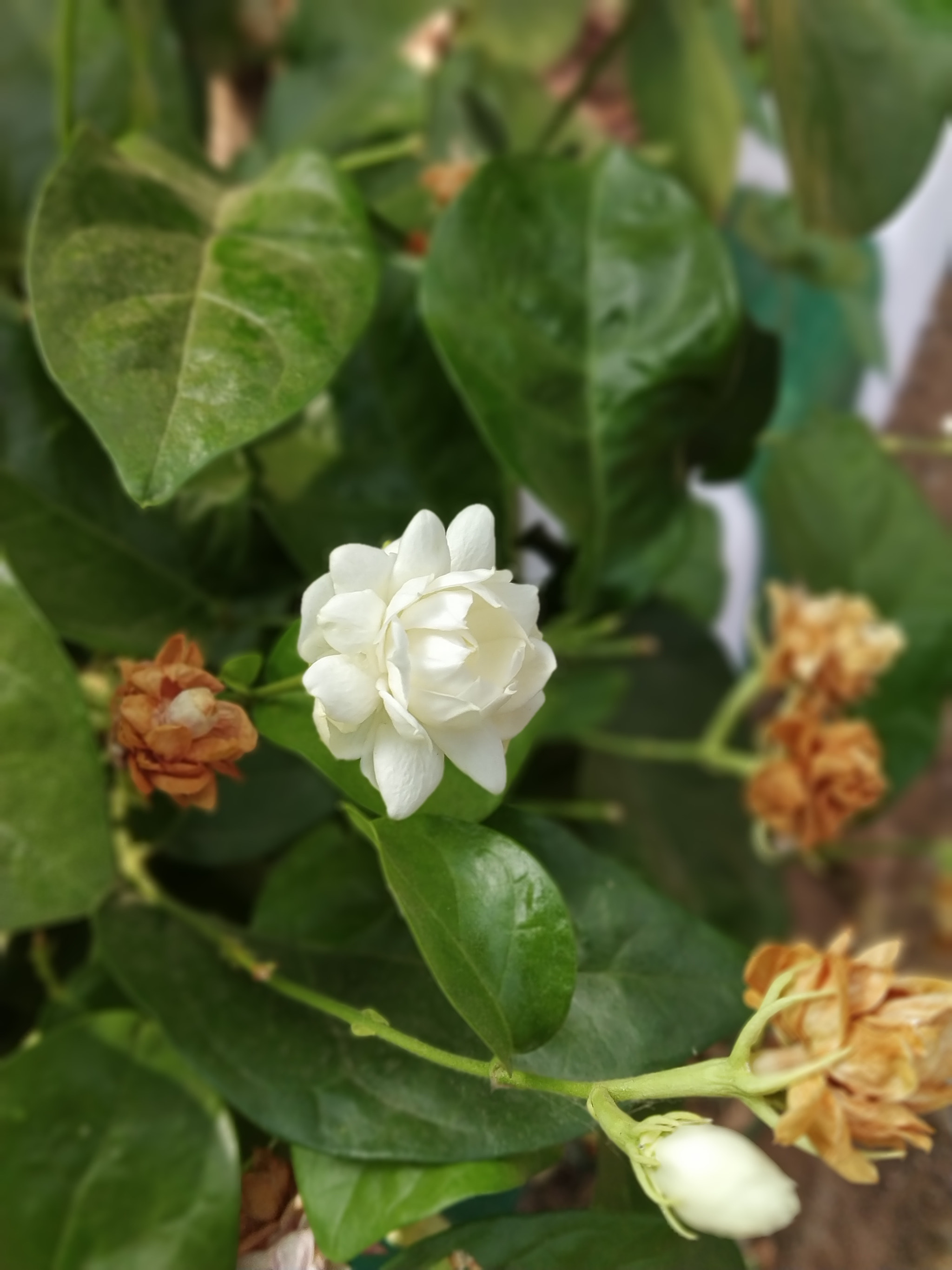 Xiaomi Redmi Note 5 Pro sample photo. Mogra photography