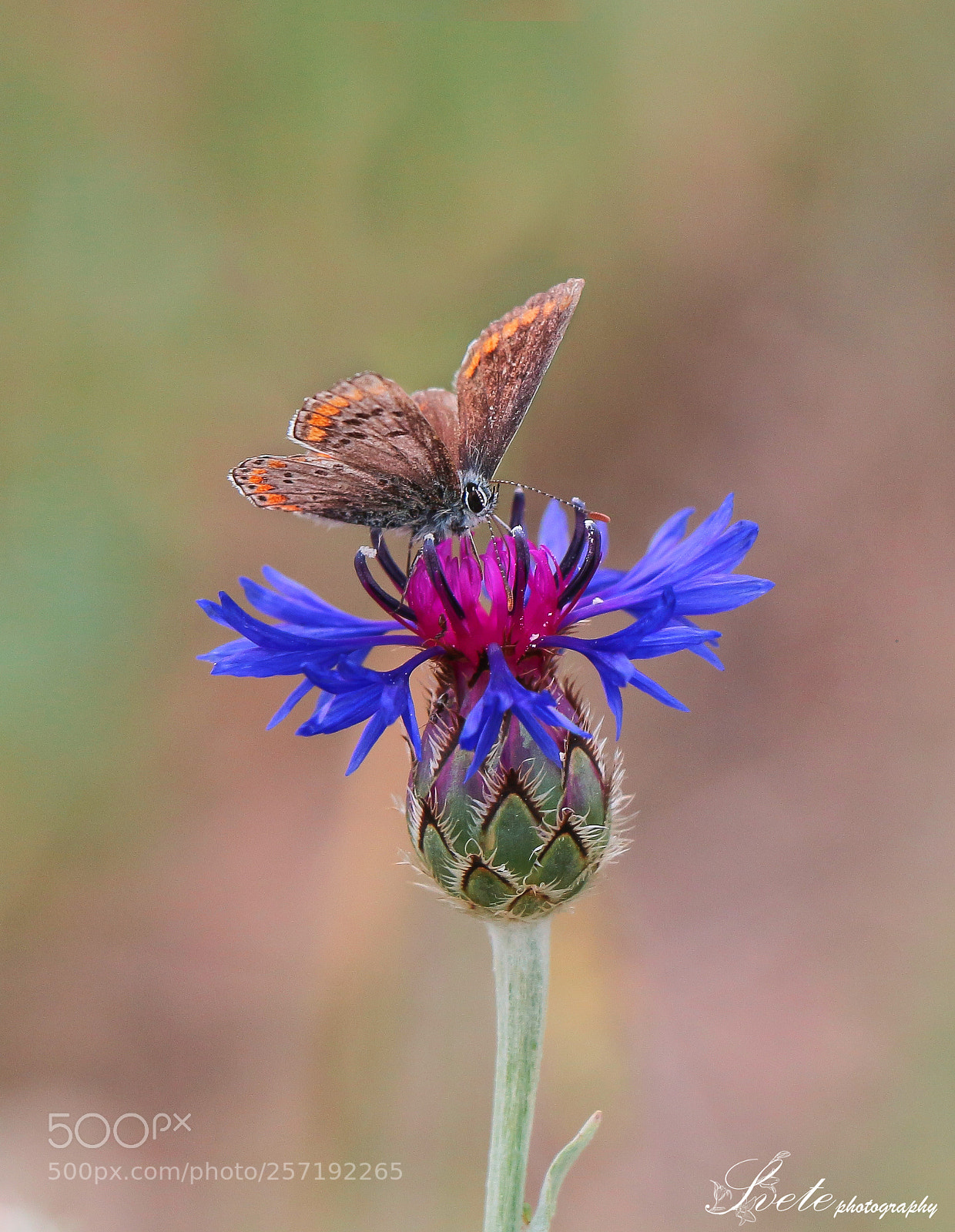 Canon EOS 700D (EOS Rebel T5i / EOS Kiss X7i) sample photo. Polyommatus agestis photography
