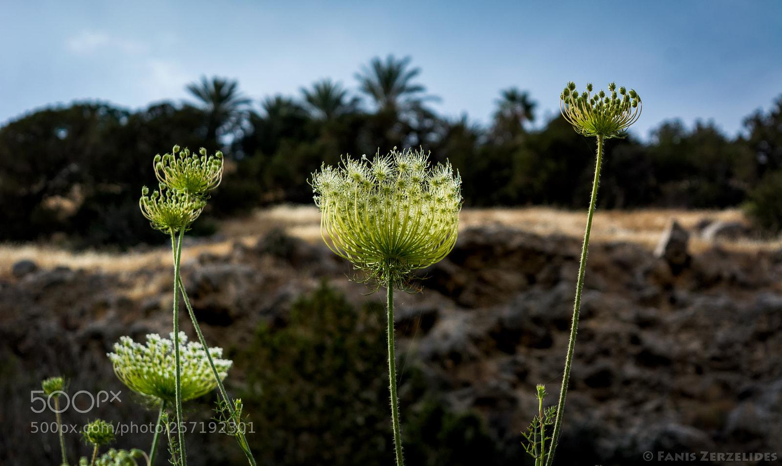 Nikon D5200 sample photo. Queen anne's lace photography