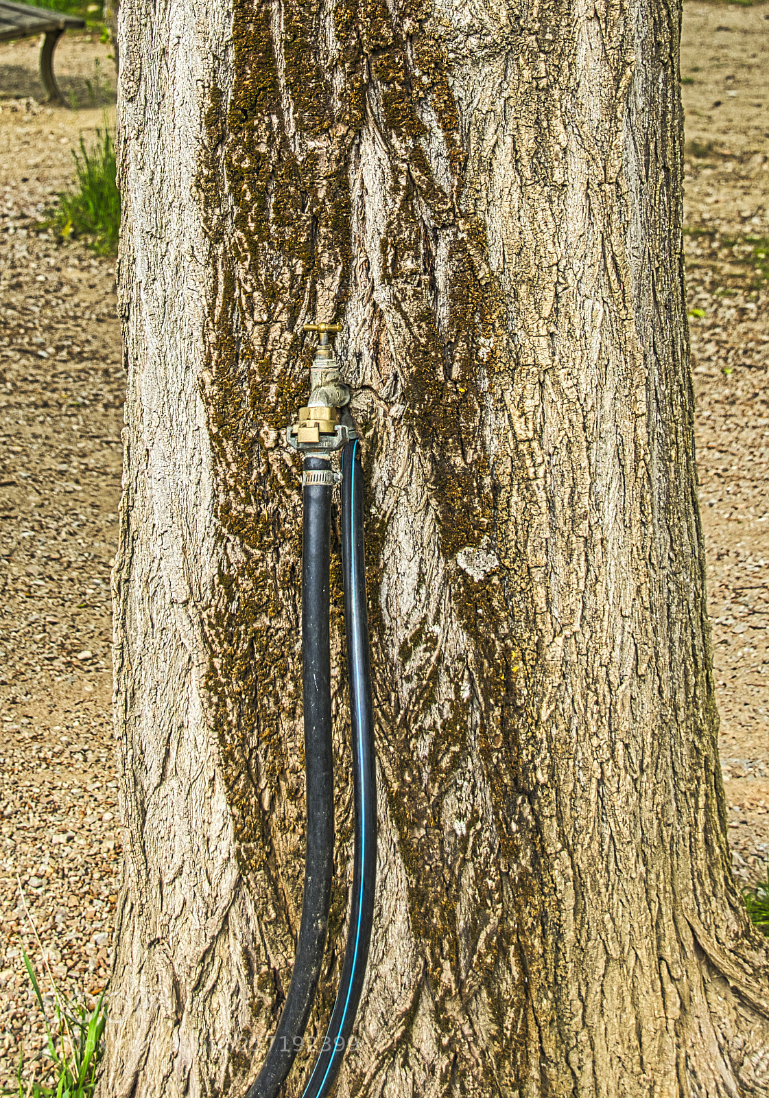 Nikon D3400 sample photo. Connected tree photography
