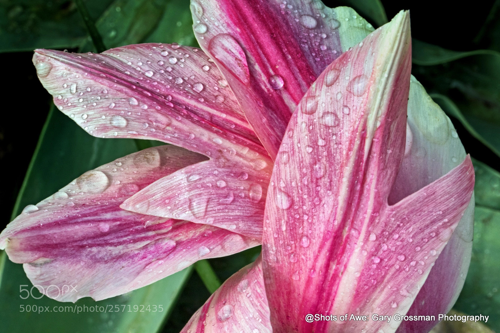 Canon EOS 7D Mark II sample photo. Tulip elegance photography