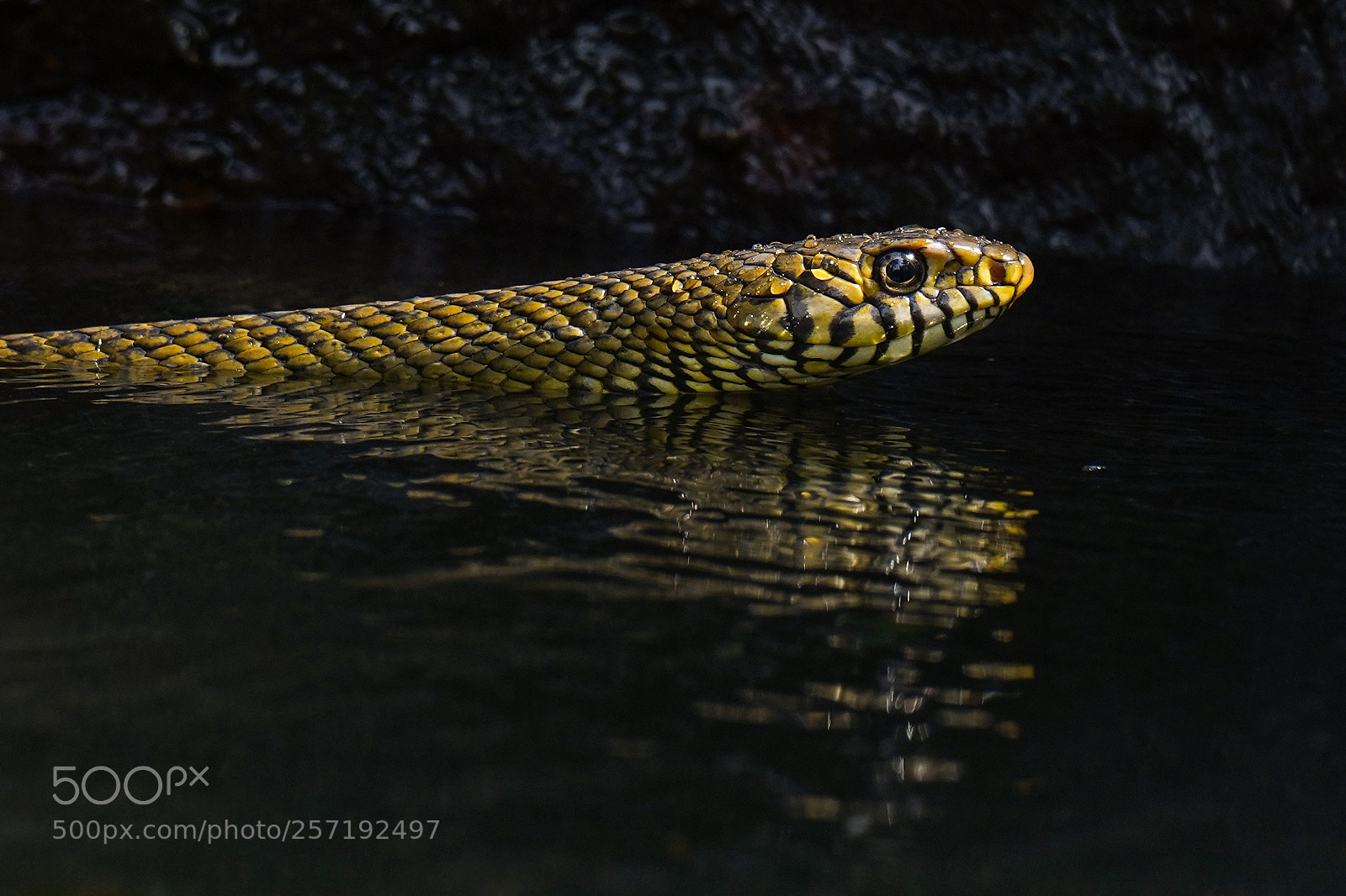Sony a7 III sample photo. Rat snake 1 photography