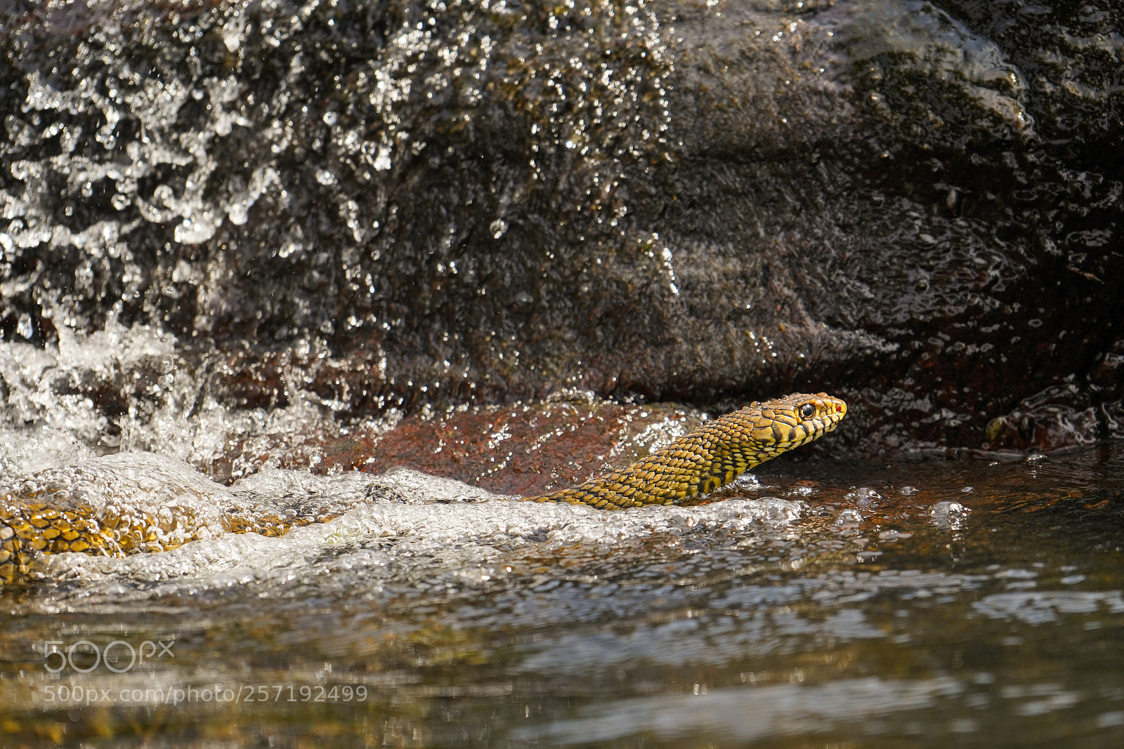 Sony a7 III sample photo. Rat snake 2 photography