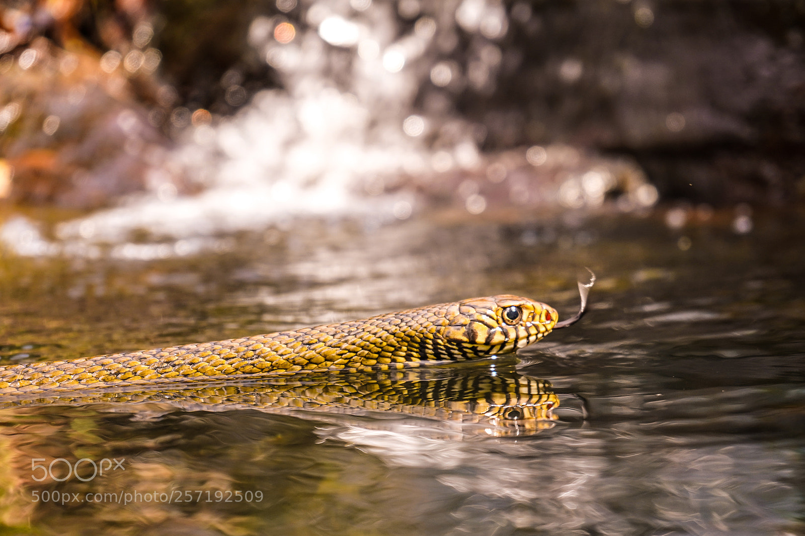 Sony a7 III sample photo. Rat snake 4 photography
