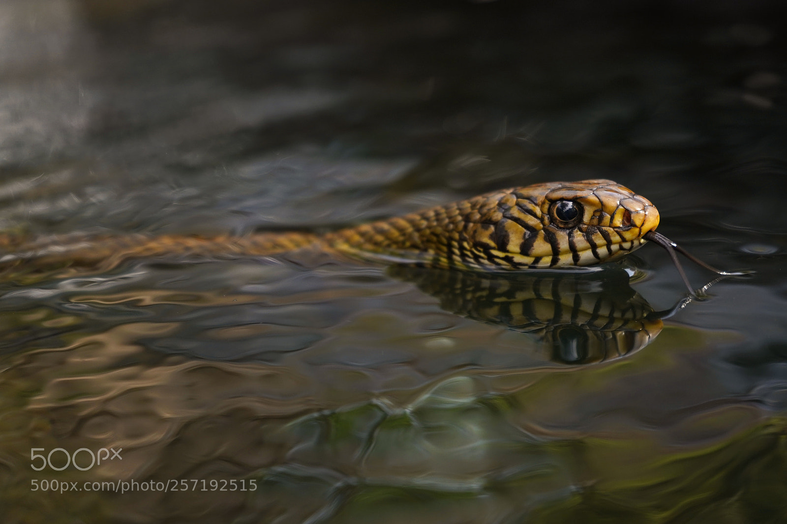 Sony a7 III sample photo. Rat snake 5 photography