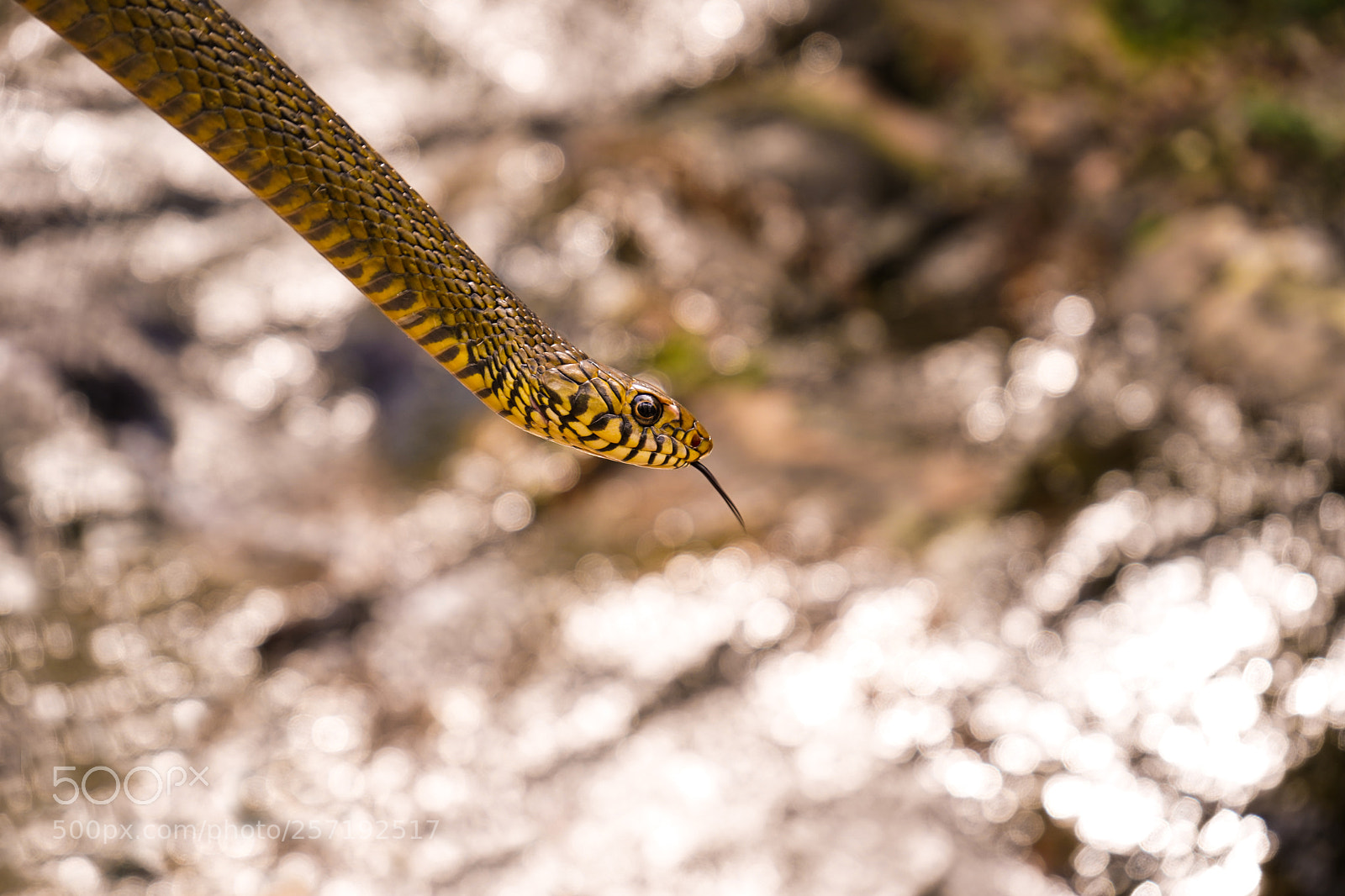 Sony a7 III sample photo. Rat snake 3 photography