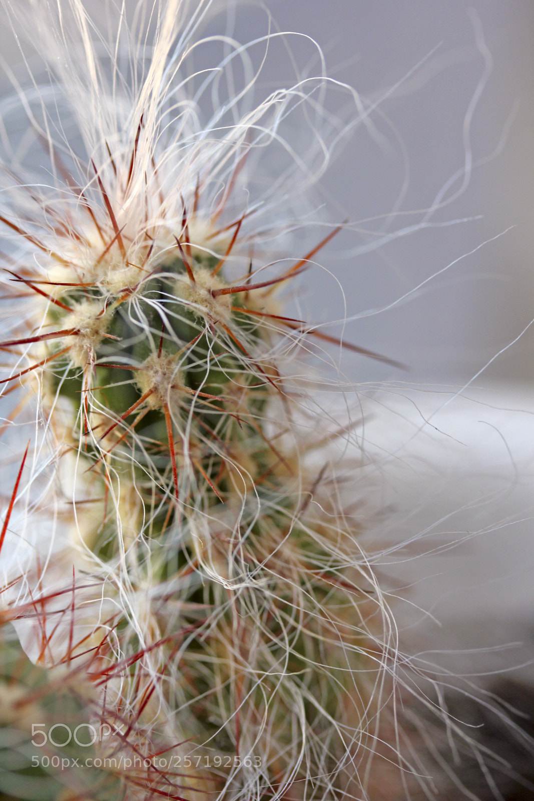 Canon EOS 550D (EOS Rebel T2i / EOS Kiss X4) sample photo. Shaggy cactus photography