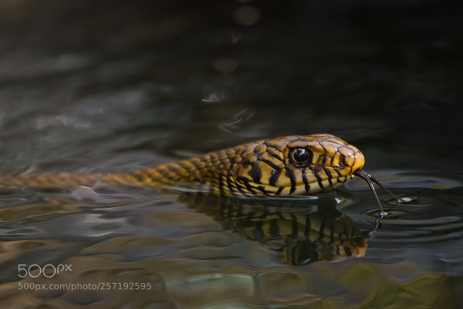 Sony a7 III sample photo. Rat snake 6 photography