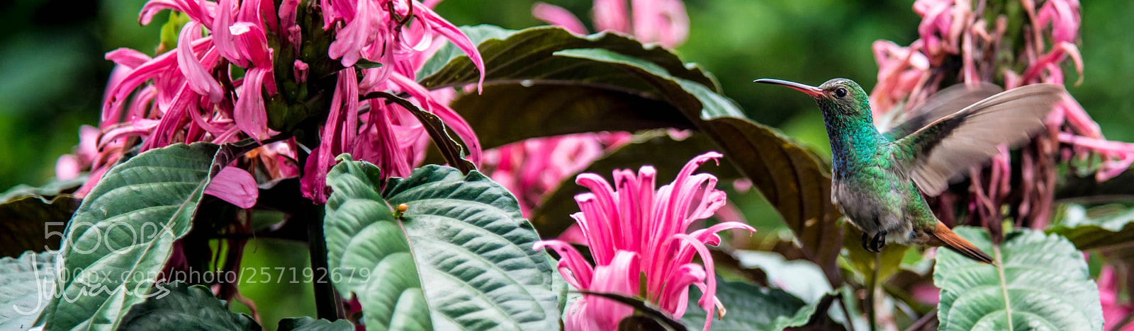 Nikon D750 sample photo. Colibrí photography