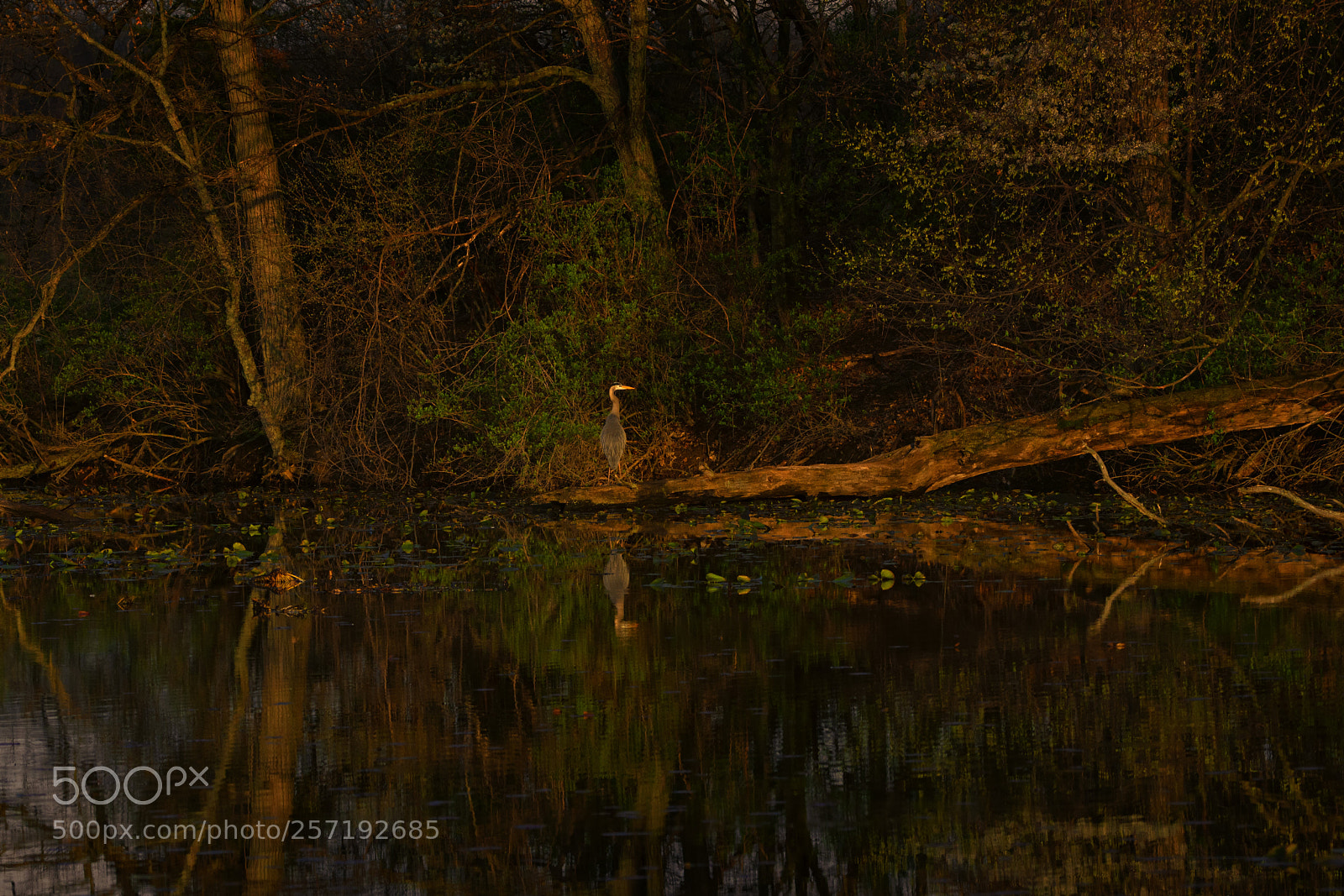 Nikon D7200 sample photo. Great blue heron in photography