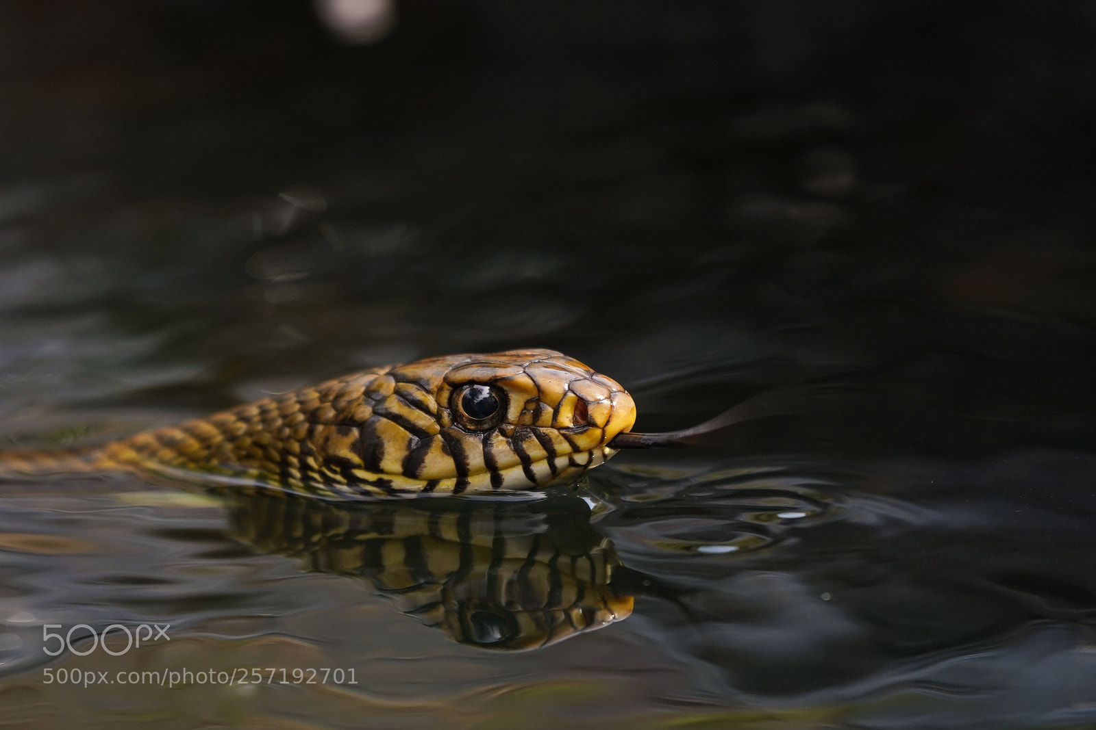 Sony a7 III sample photo. Rat snake 7 photography