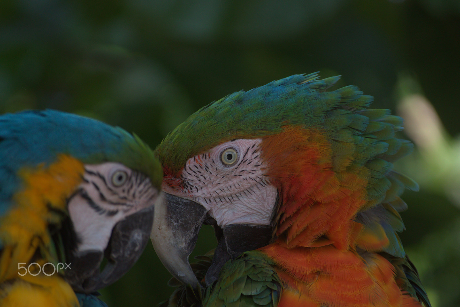 Nikon D3300 sample photo. Parrots photography