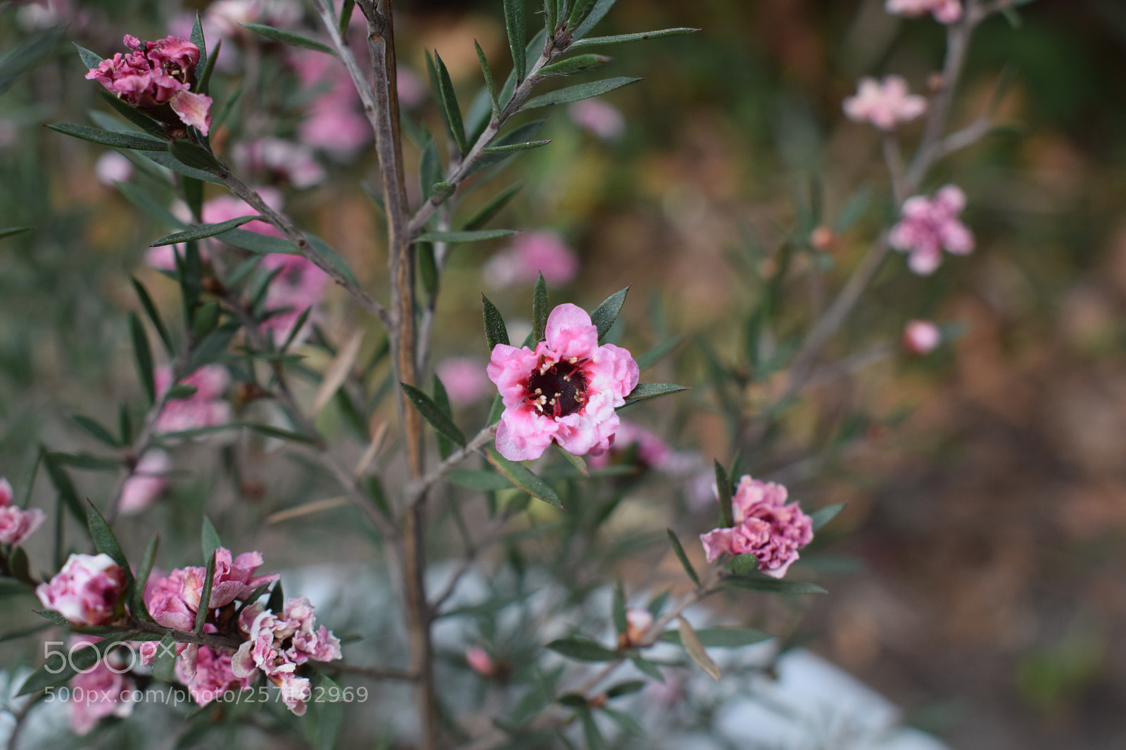 Nikon D3300 sample photo. Tea bush photography
