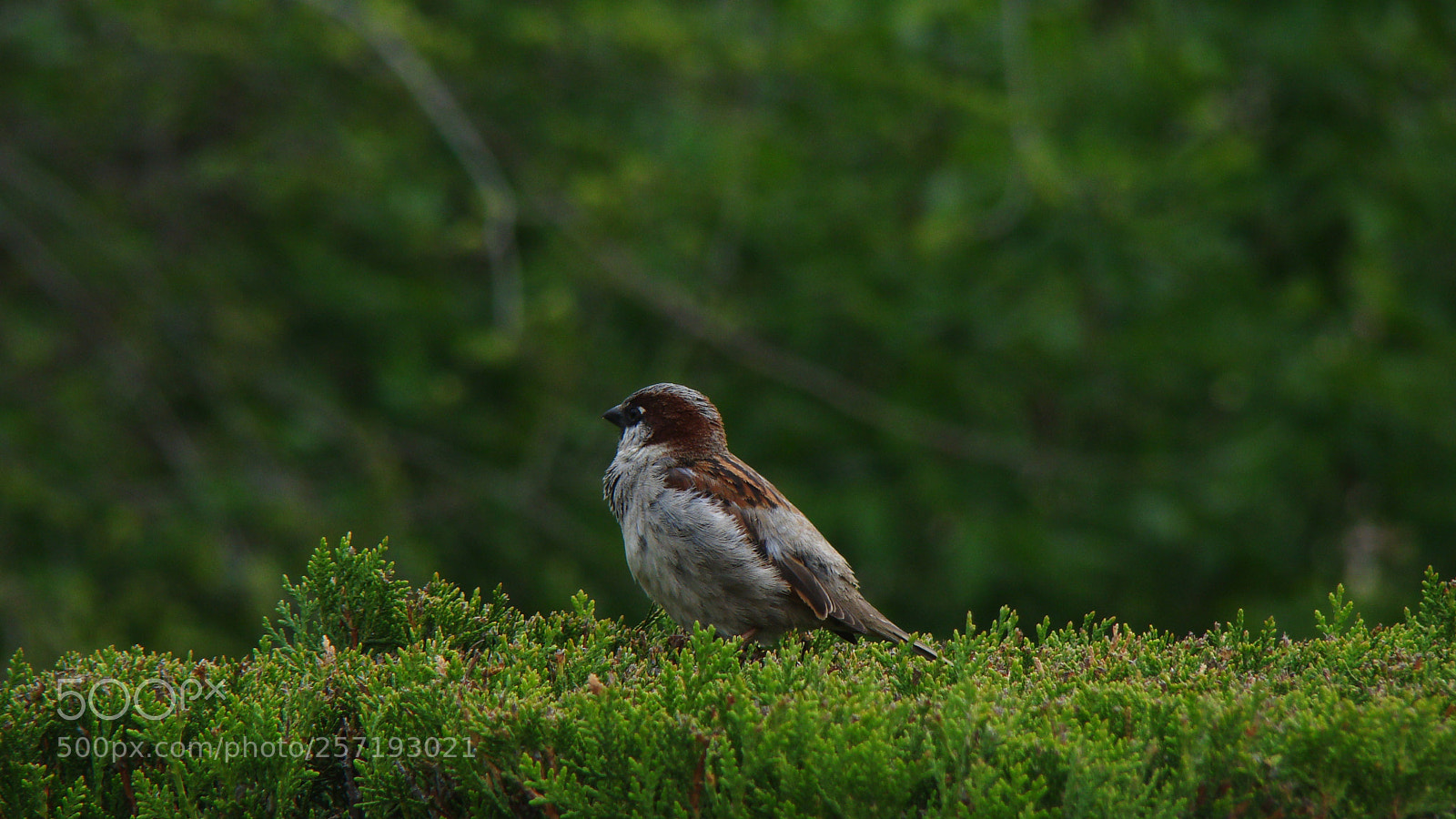 Sony Cyber-shot DSC-H50 sample photo. Sparrow photography