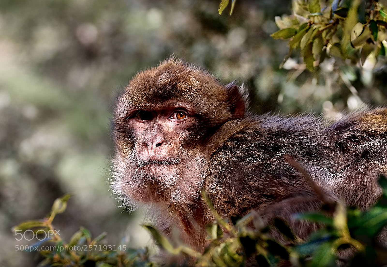 Canon EOS 70D sample photo. Barbary macaque photography