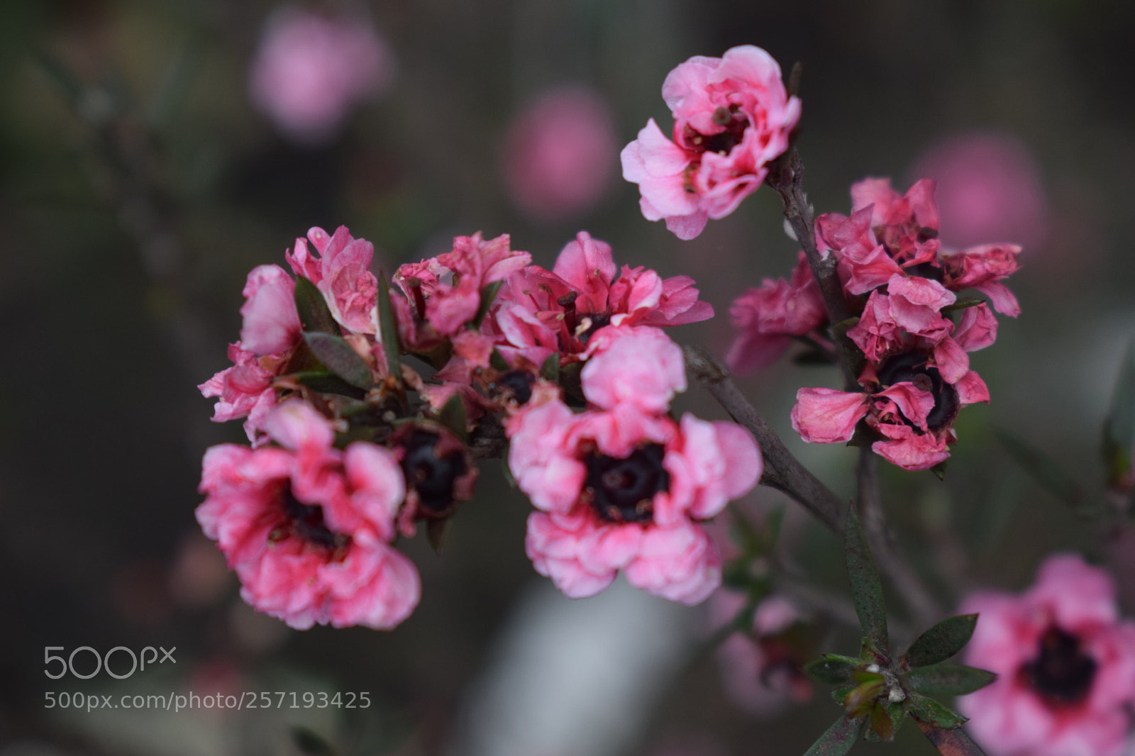 Nikon D3300 sample photo. Tea bush ii photography