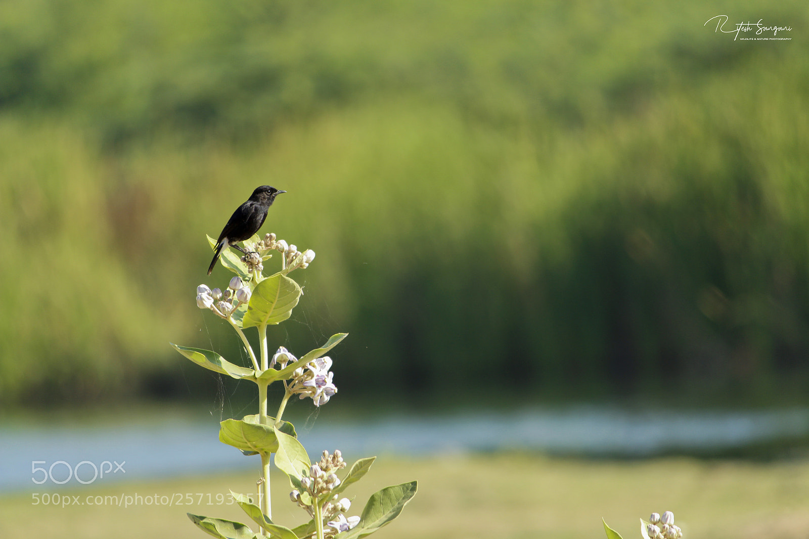 Canon EOS 700D (EOS Rebel T5i / EOS Kiss X7i) sample photo. Black beauty in the photography
