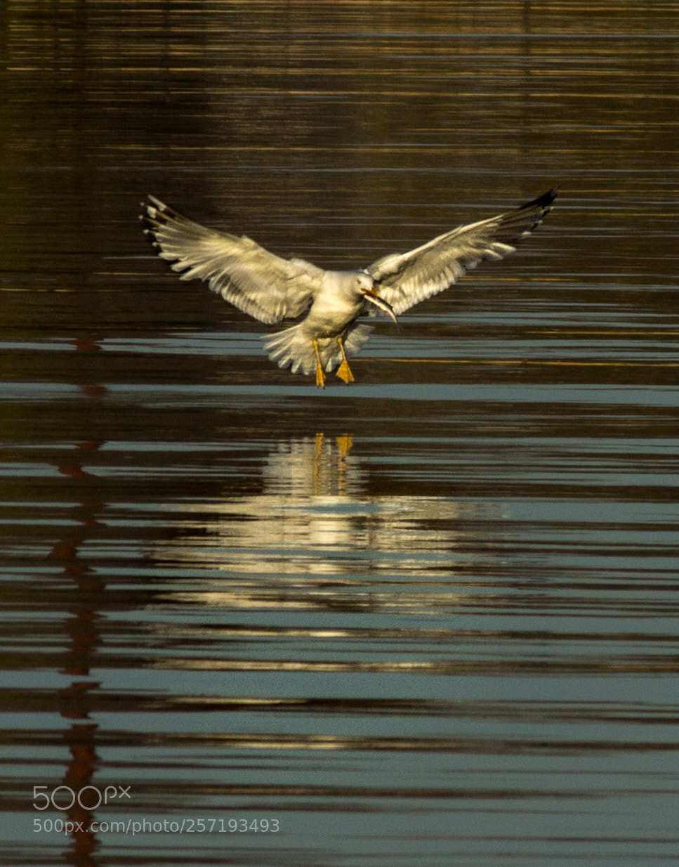 Canon EOS 600D (Rebel EOS T3i / EOS Kiss X5) sample photo. Seagull catching a fish photography