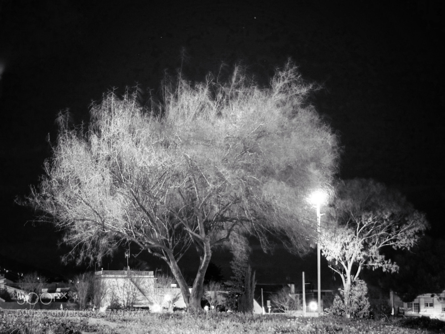 Sony Alpha NEX-6 sample photo. El arbol y la photography