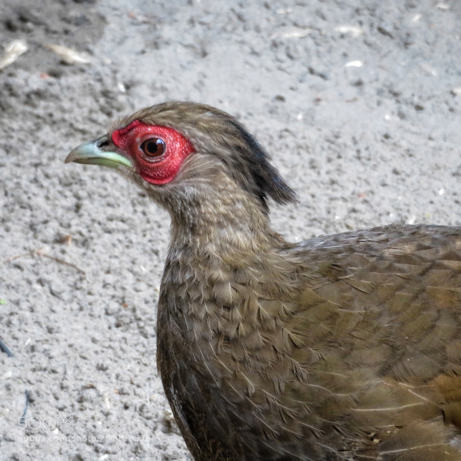 Canon PowerShot SX720 HS sample photo. Female silver pheasant photography