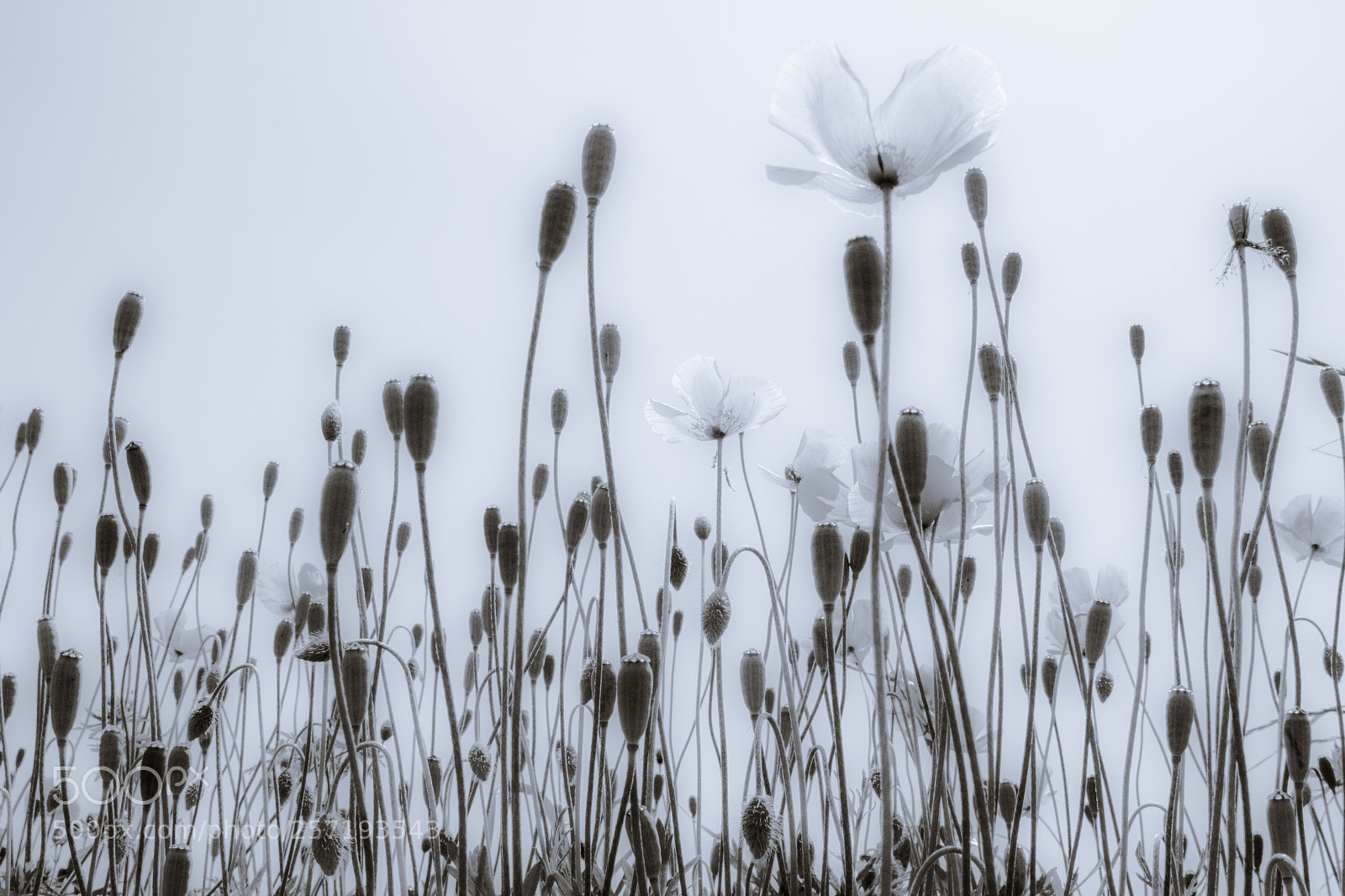 Canon EOS M3 sample photo. Flower photography